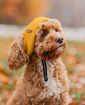 Accessori per cani