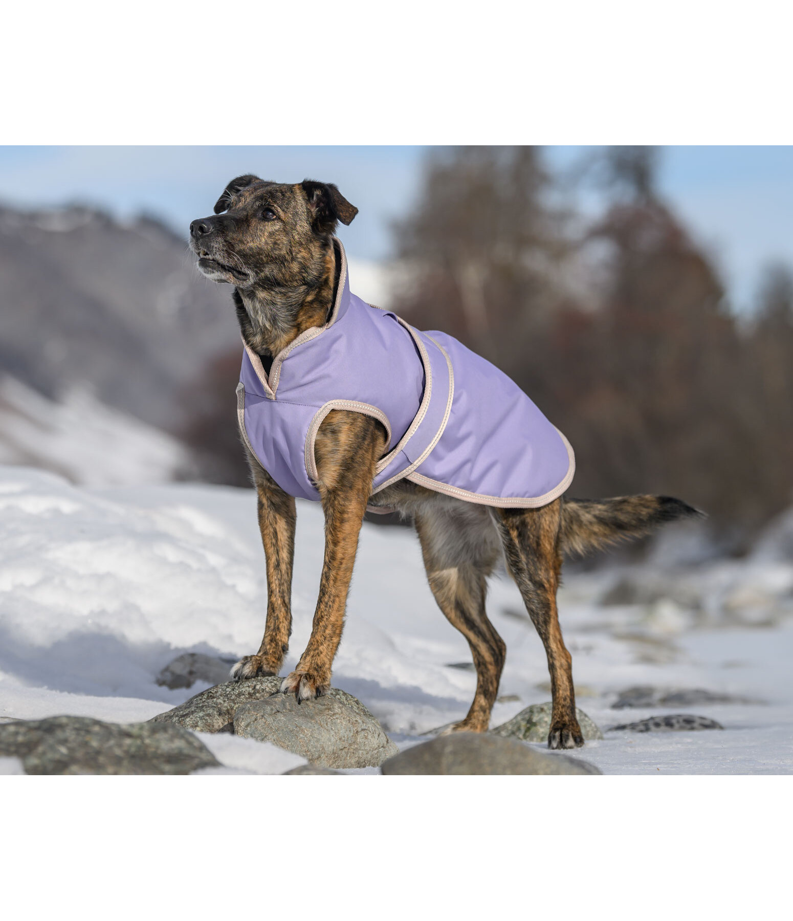 Cappotto invernale per cani con pile Eddie, 200 g