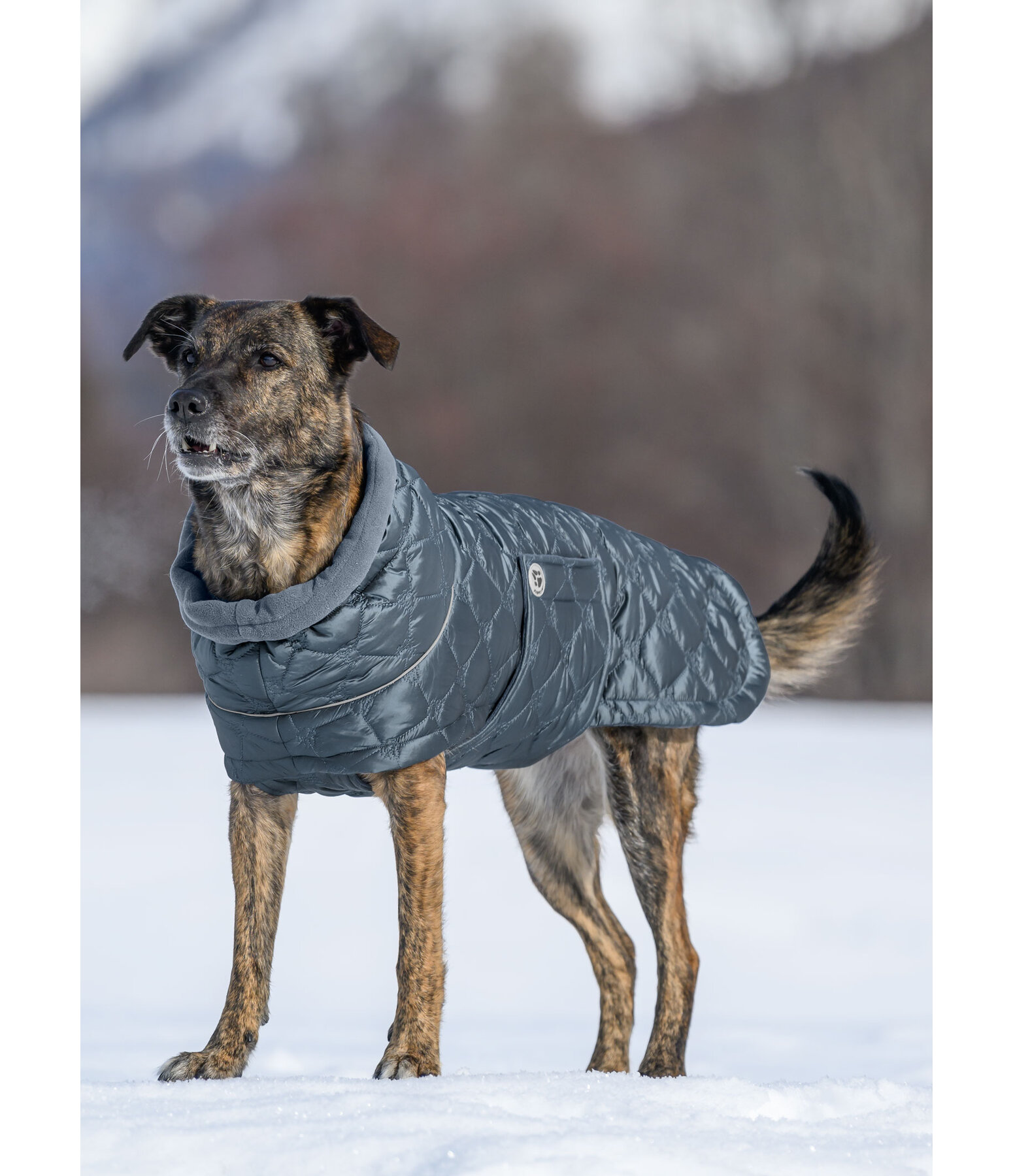 Cappotto trapuntato per cani Lightweight Cliff con pile, 200 g