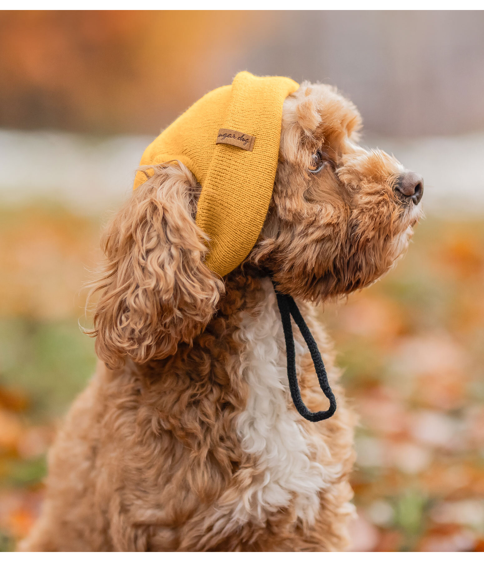 Beanie per cani Evin