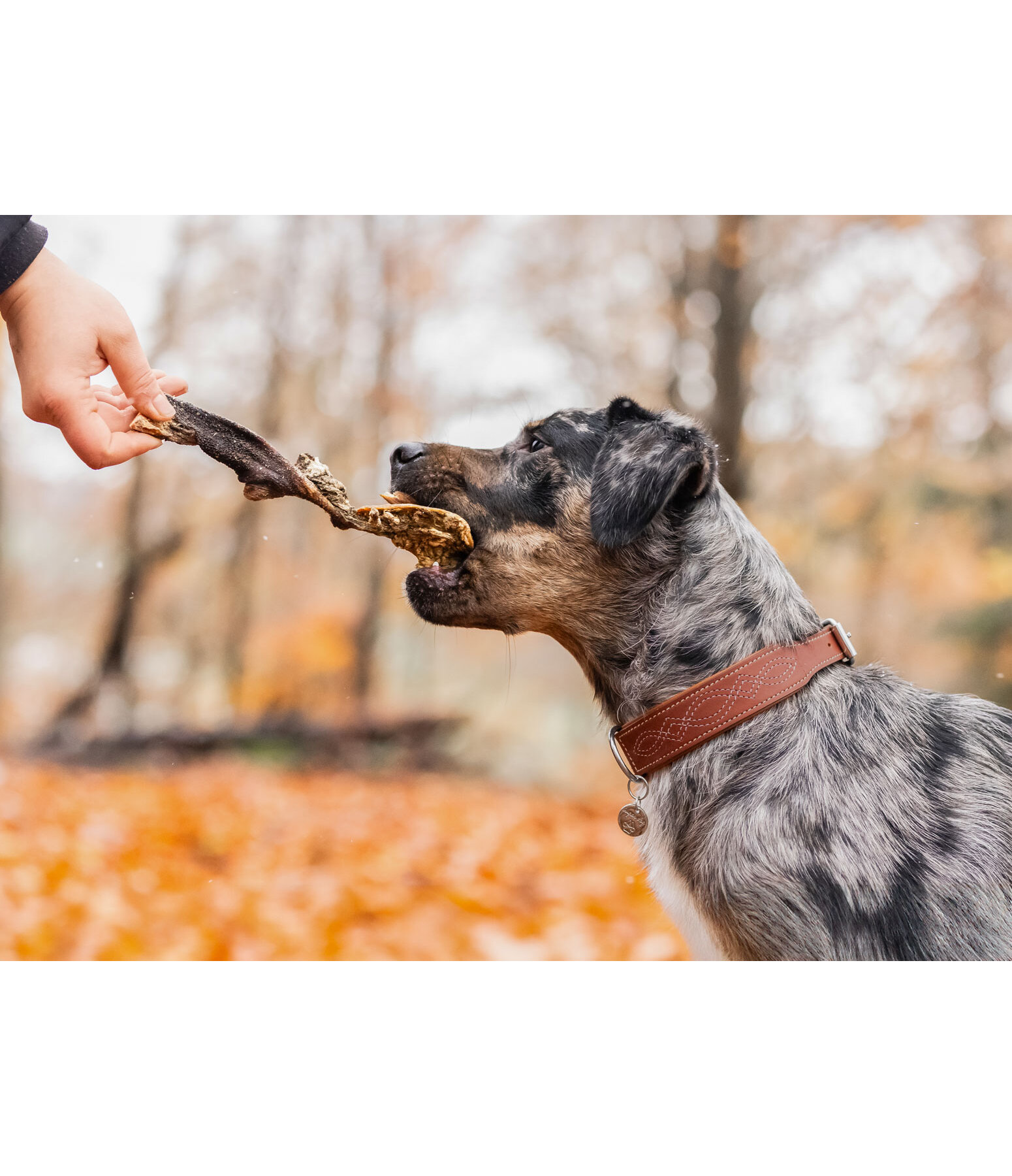 Rumine di bovino per cani