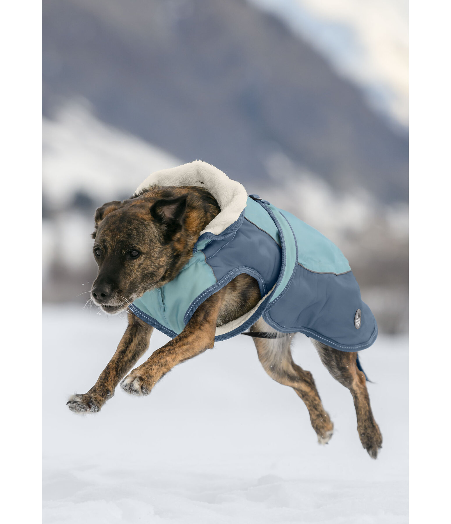 Cappotto invernale per cani Glacier Bay con interno in pile, 100 g