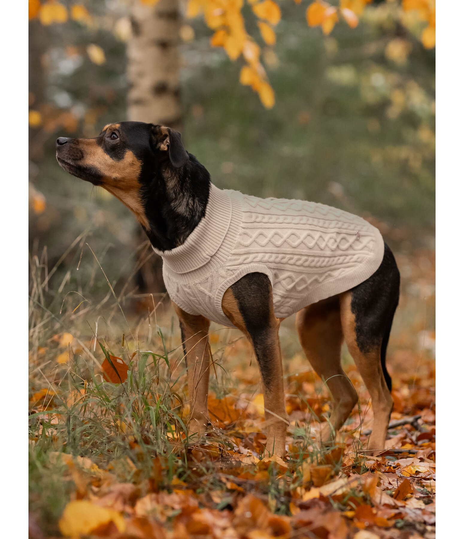 Maglione per cani Maisie