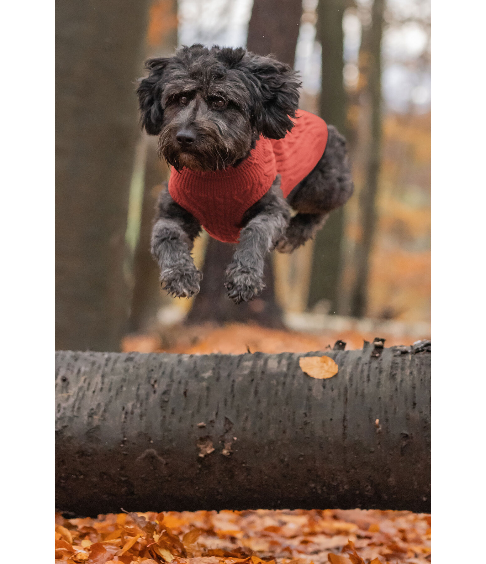 Maglione per cani Maisie