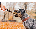 Rumine di bovino per cani